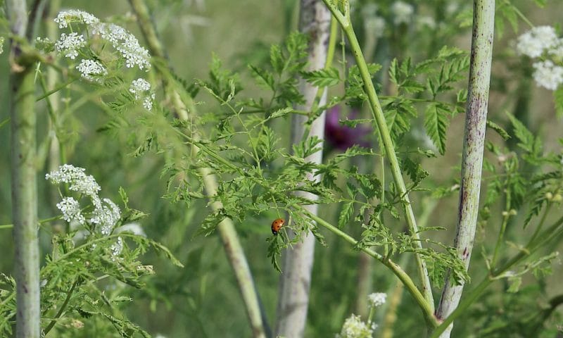 a close up showing the leaves and flowers of poison hemlock