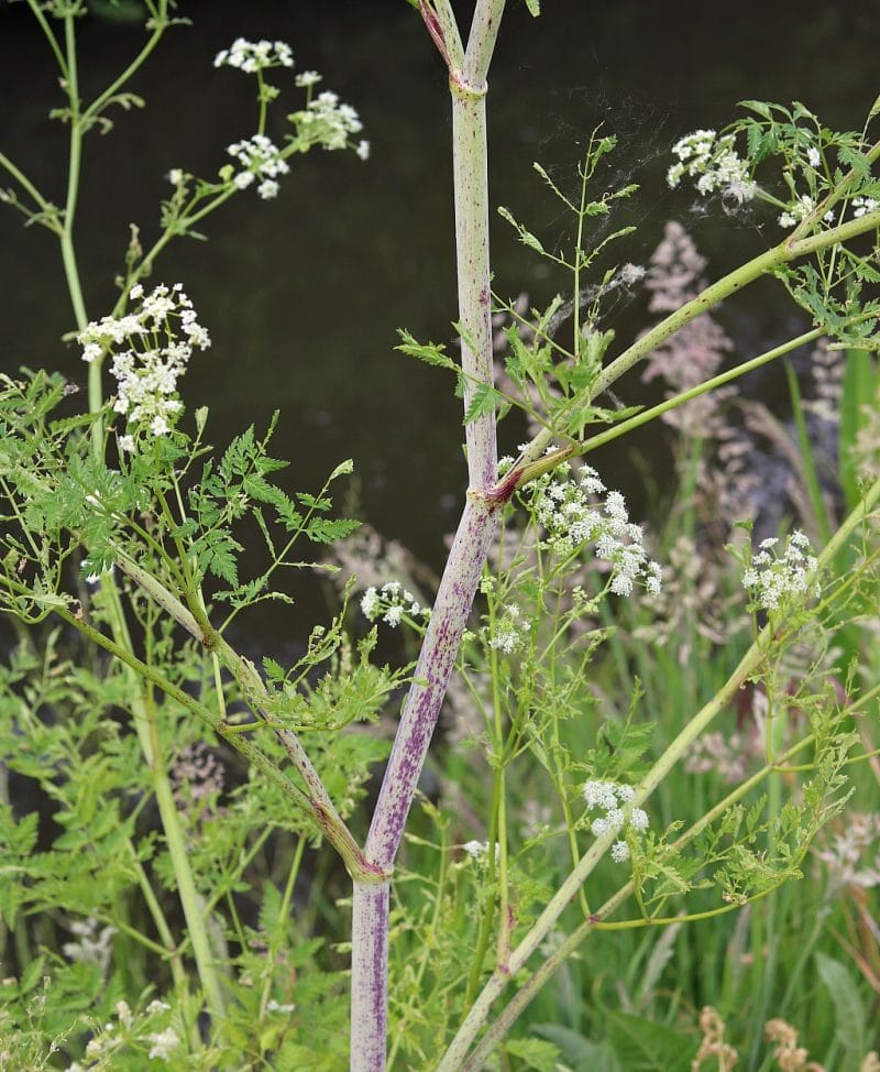 a close up of the stem of poison hemlock that shows the purple splotches and streaks