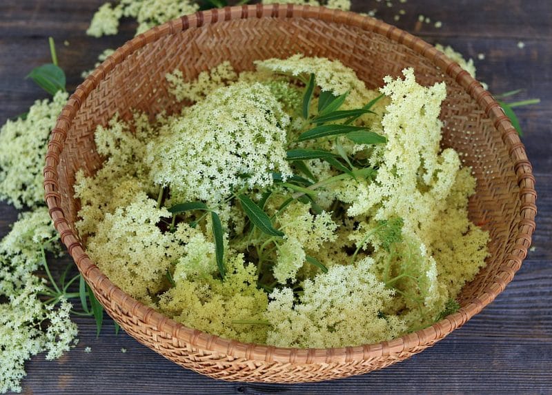 a large basket of foraged elderflowers