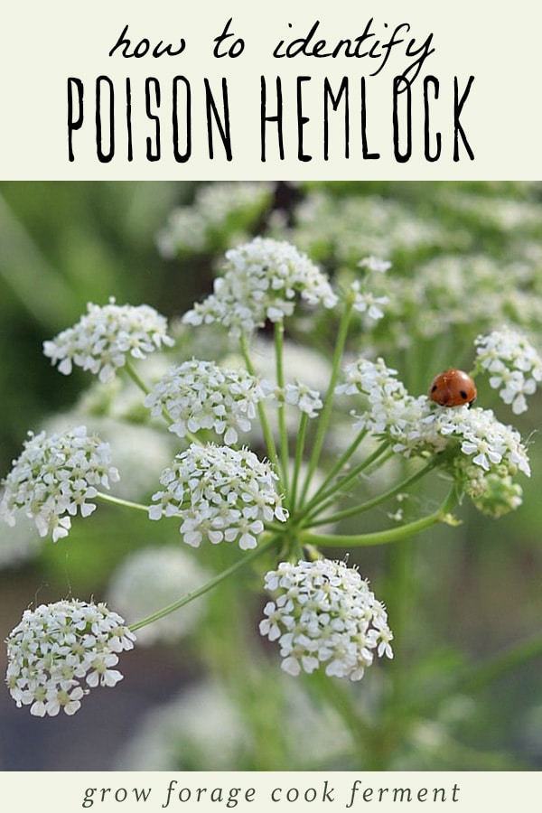 Poison hemlock flower with a ladybug.