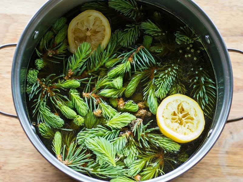 a pot of fresh foraged spruce tips and lemon to make beer
