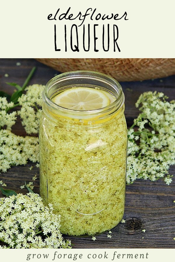 Elderflowers steeping in vodka