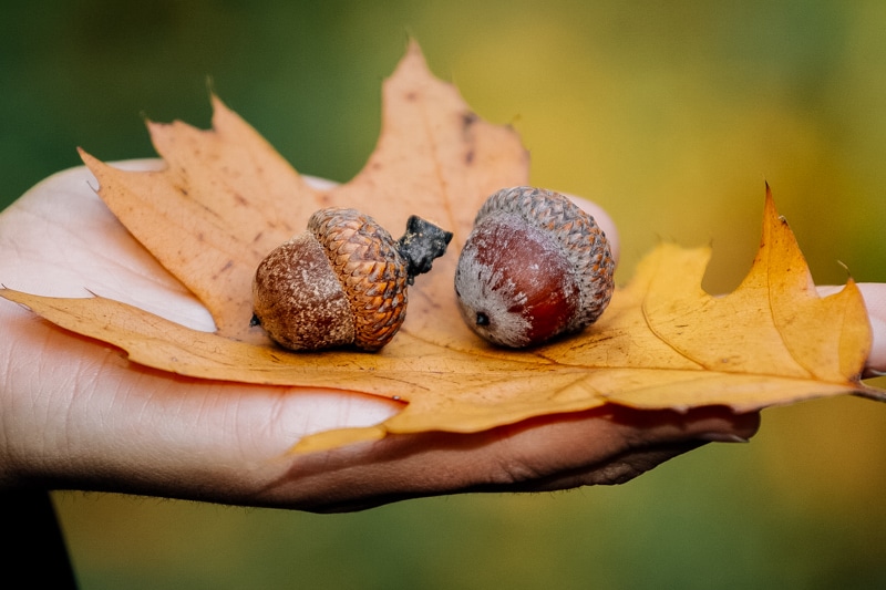 a hand holding a fall leaf and two acorns