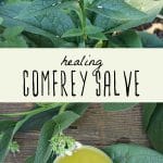 A flowering comfrey plant, and a tin of comfrey salve.