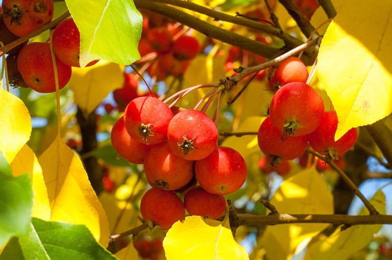 crabapples in the fall