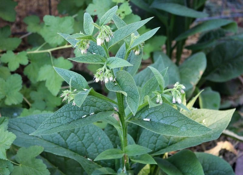 a comfrey plant in flower