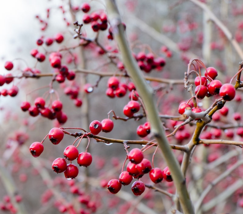 hawthorn berries in late fall