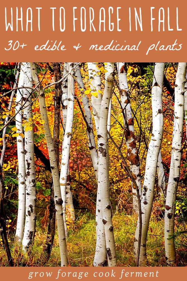 birch trees with fall colors