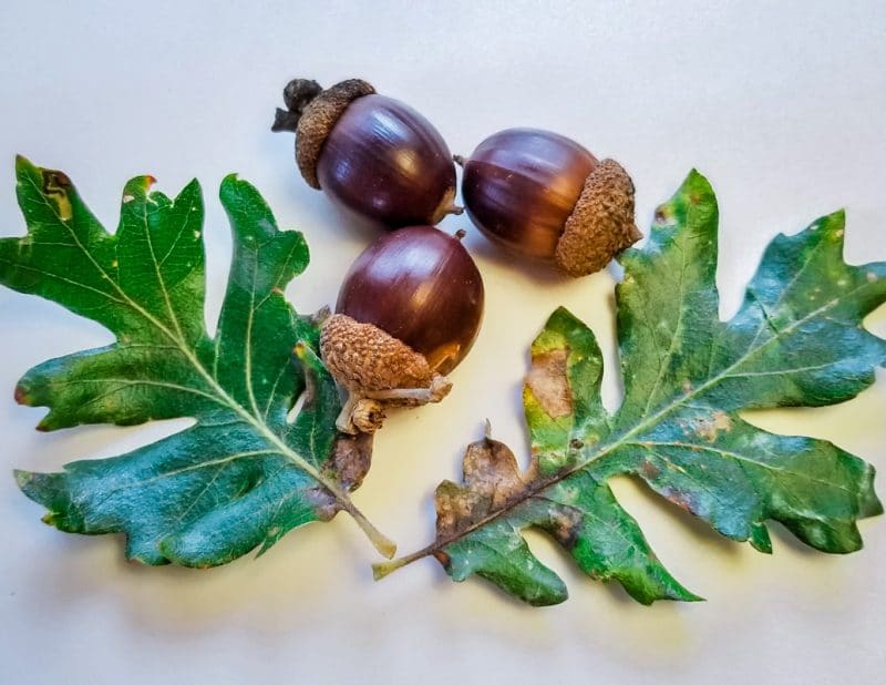 three acorns and two oak leaves