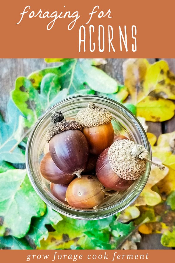 a mason jar full of foraged acorns