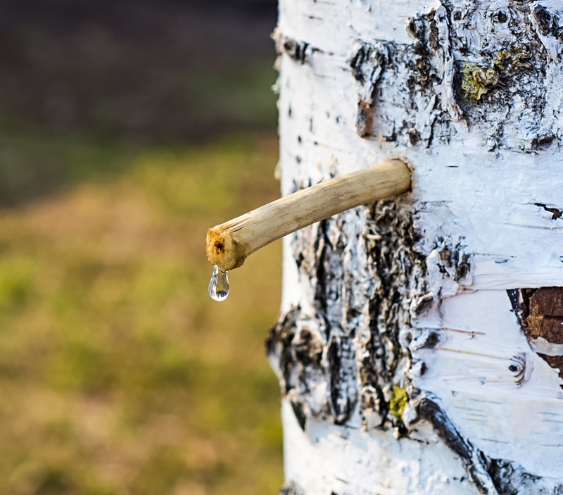 tapping a birch tree for sap