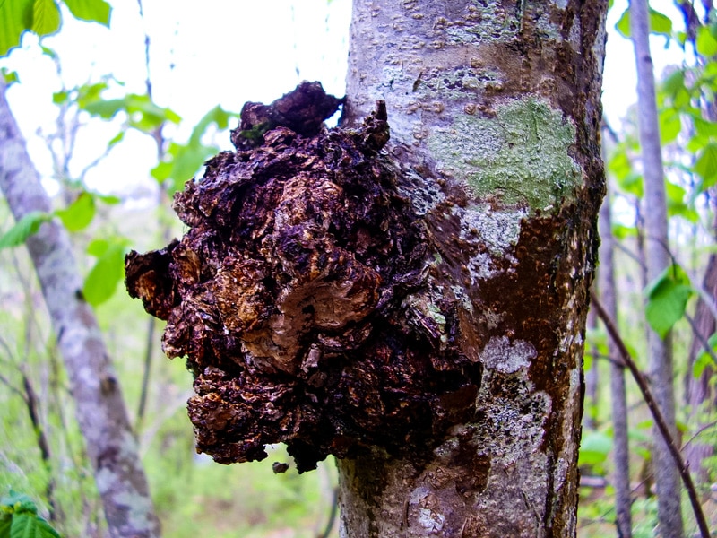 chaga fungus on a birch tree