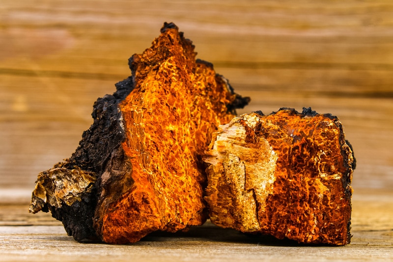 two large pieces of chaga fungus