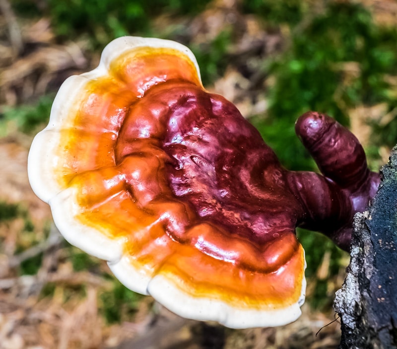 red orange and white striped reishi mushroom growing on a tree