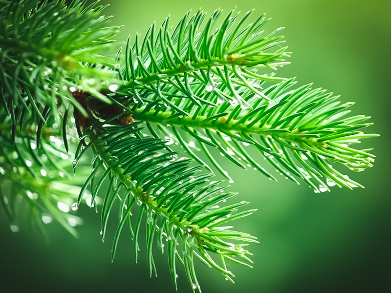 a conifer branch with raindrops