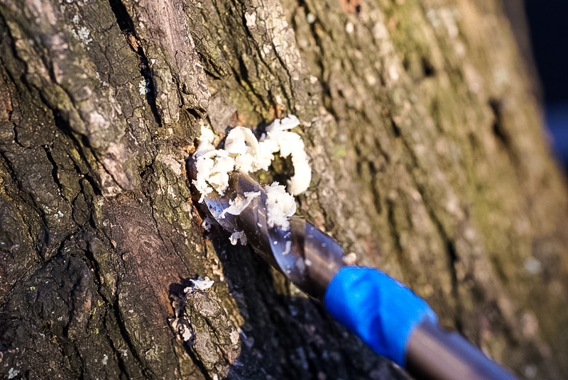 drilling a hole in a maple tree to collect sap