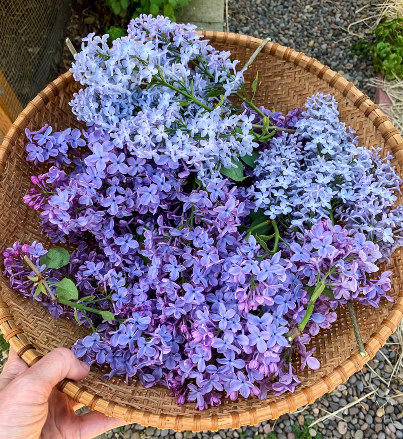 a harvest basket full of lilac blossoms