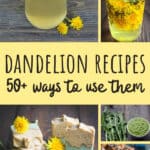 Dandelions Recipes