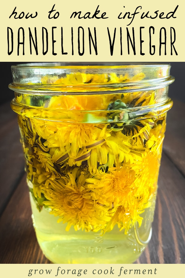 dandelion flowers infusing in vinegar