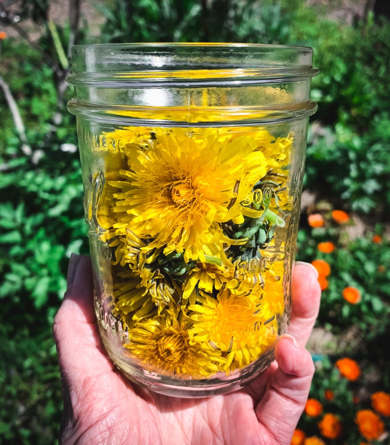 a jar of freshly picked dandelion flowers