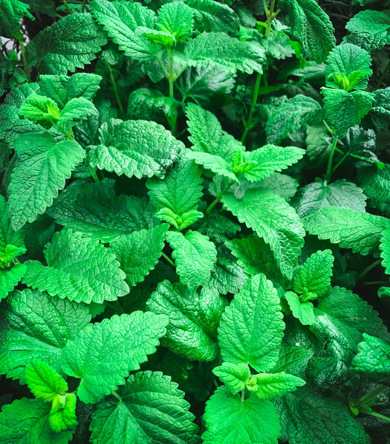 a patch of lemon balm in the garden