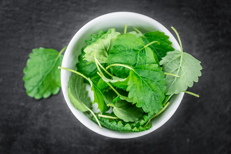 fresh lemon balm leaves in a bowl