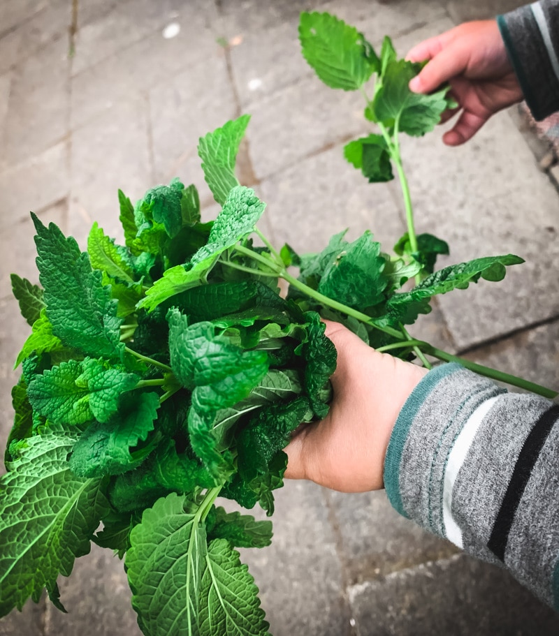 a childs hands holding a bunch of lemon balm