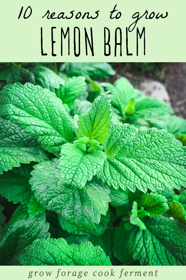 a close up of lemon balm leaves