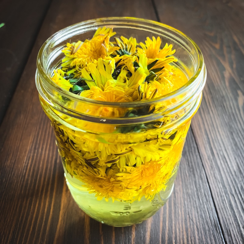 dandelions infusing in vinegar
