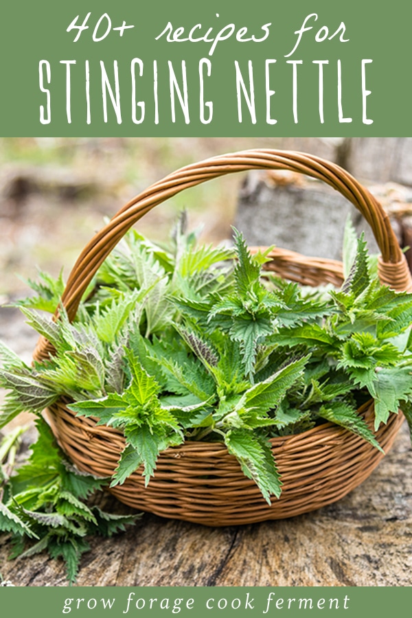 a basket of fresh nettle