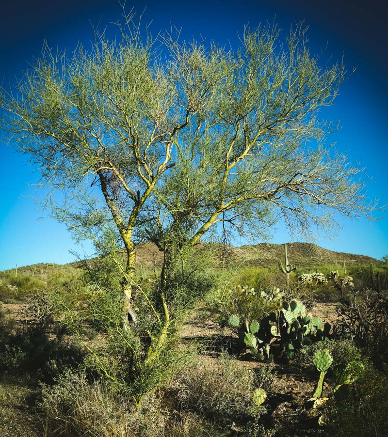 palo verde tree in the desert