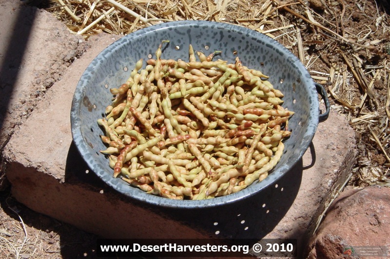 green ironwood pods in a bowl