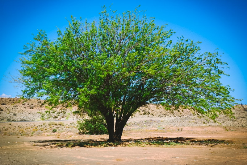 mesquite tree in the desert