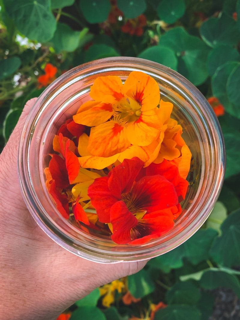 a jar of fresh nasturtium flowers