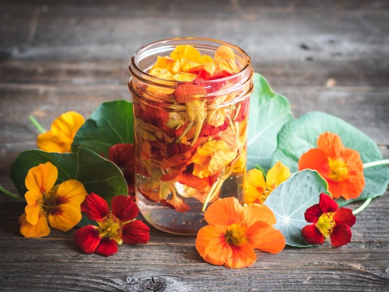 nasturtium flowers infusing in vinegar