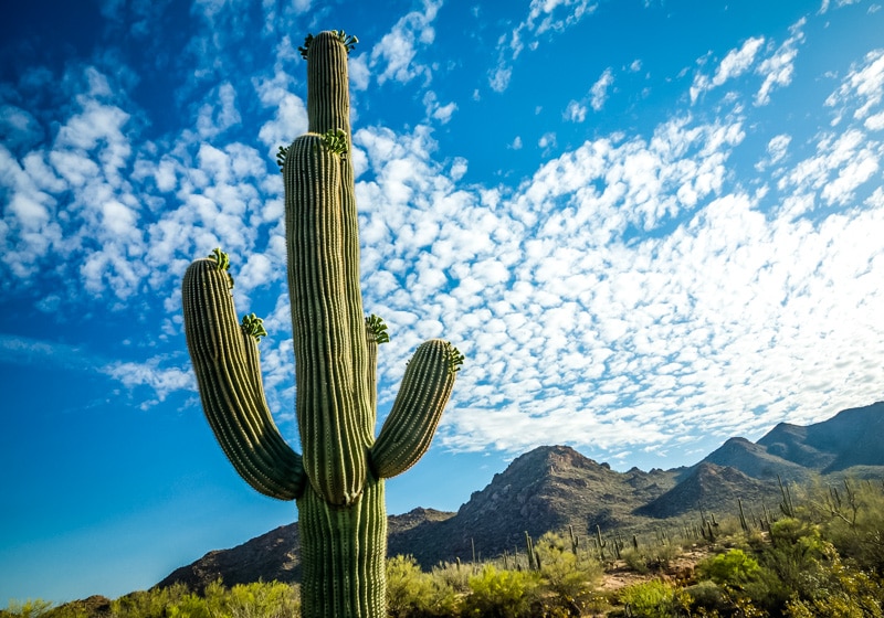 large saguaro cactus in the desert