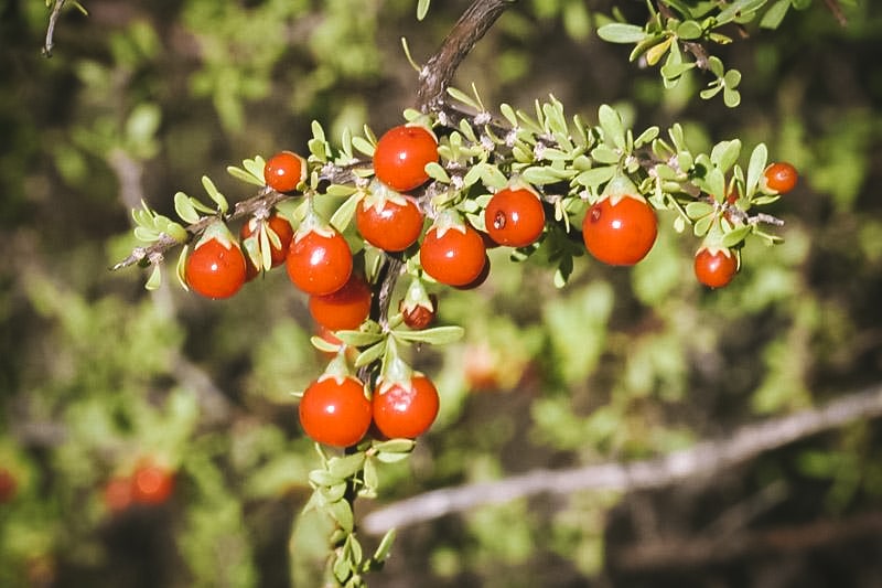 red wolfberries growing on a branch