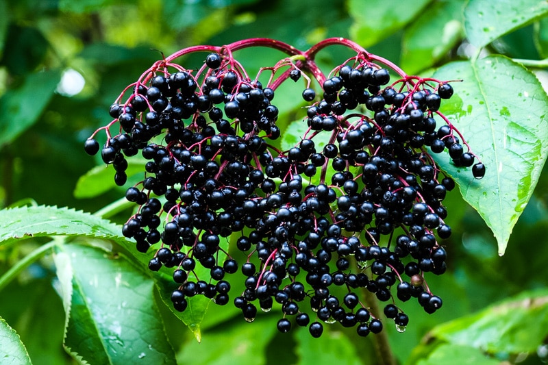 black elderberry cluster