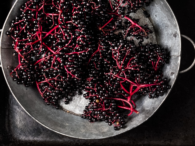 a metal bucket of fresh elderberry clusters