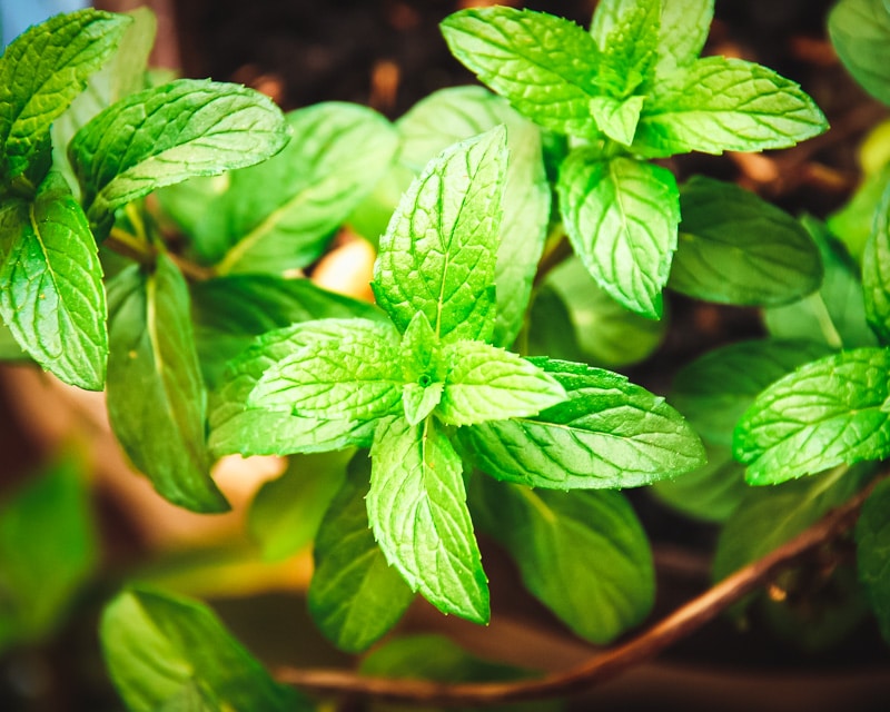 fresh mint growing in a pot