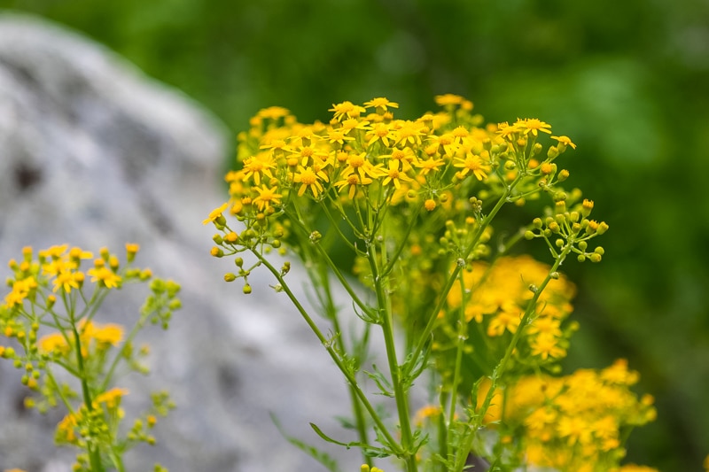 tansy ragwort also known as st. james wort