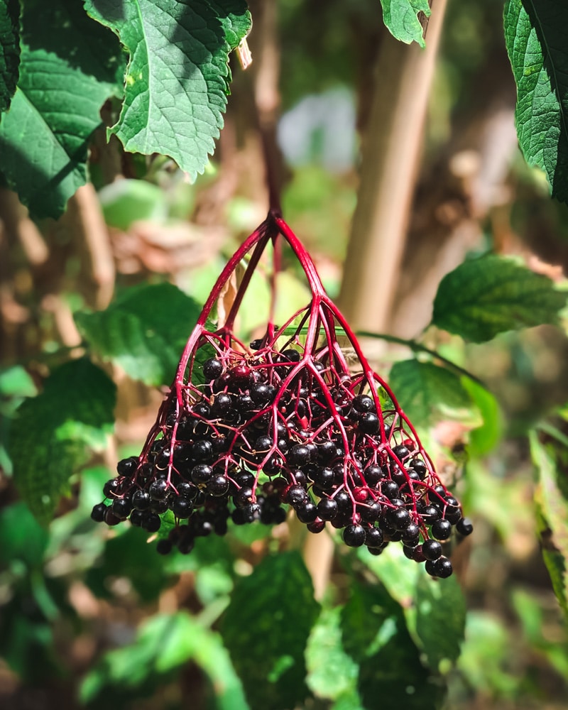 black elderberry cluster