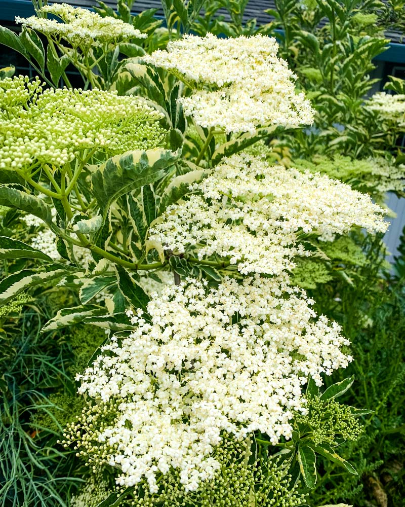 elderflowers in bloom