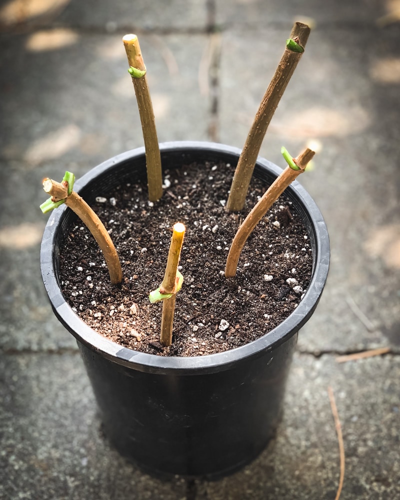 elderberry cutting in a pot with soil