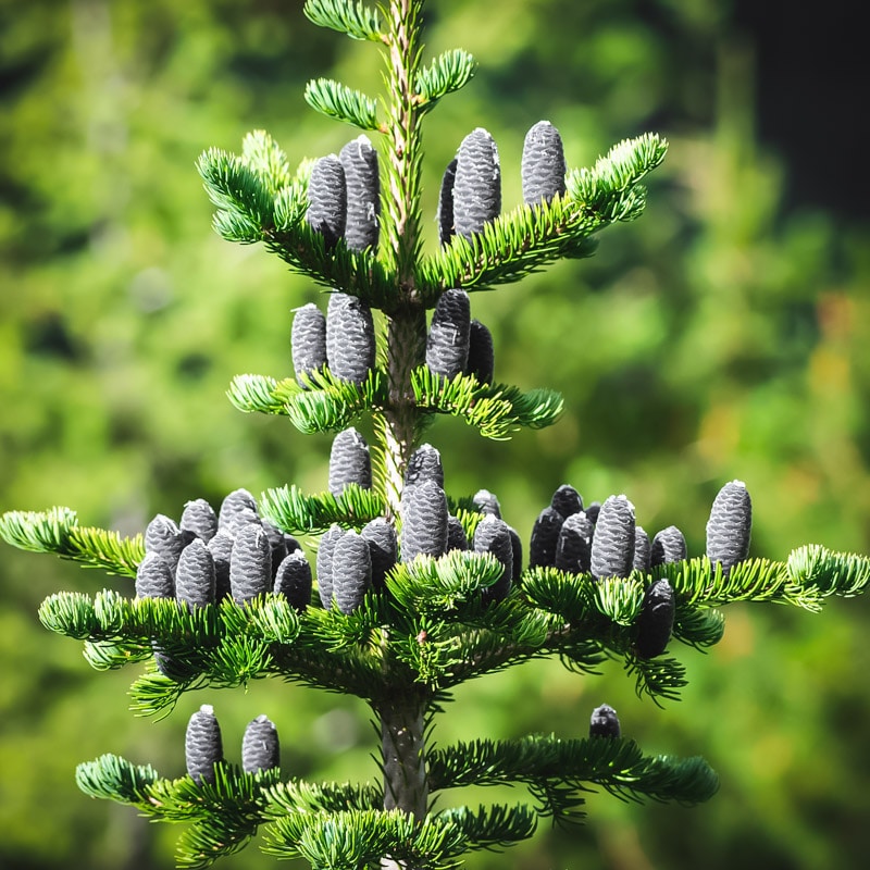 fir tree showing upright cones