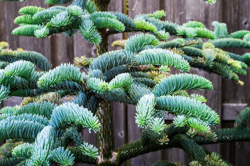 fir tree showing needles pointing up