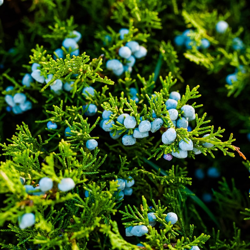 wild juniper berries growing