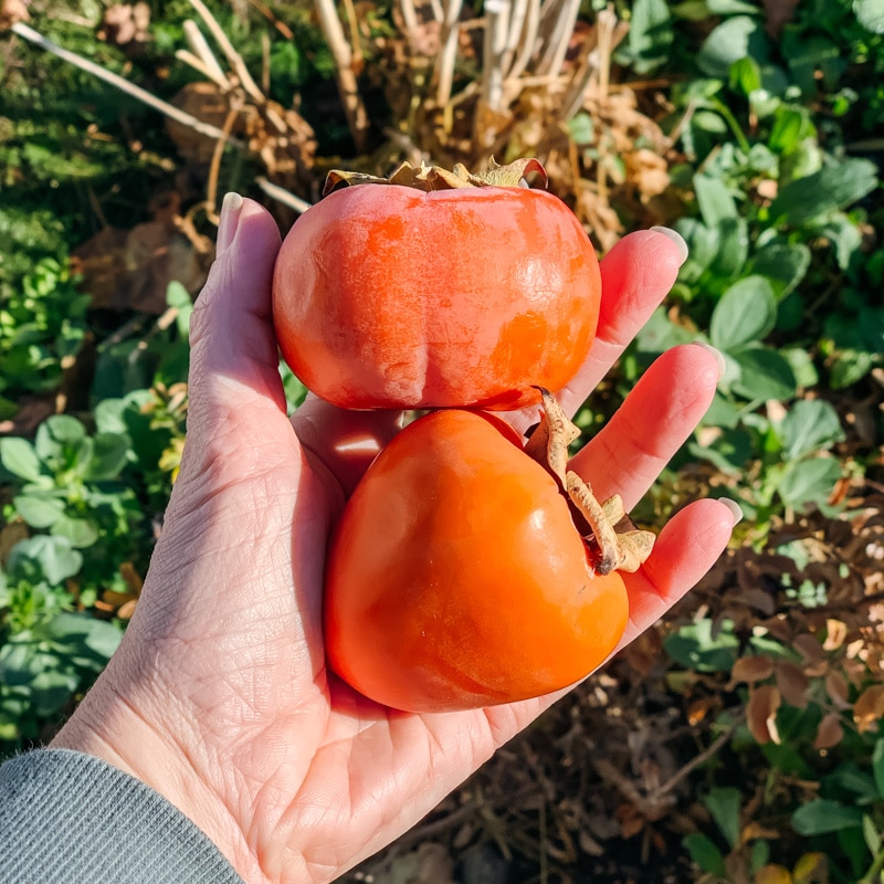 a hand holding a fuyu and hachiya persimmon