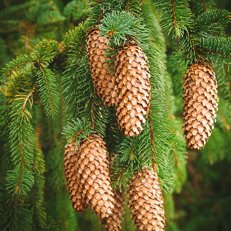 spruce tree with cones