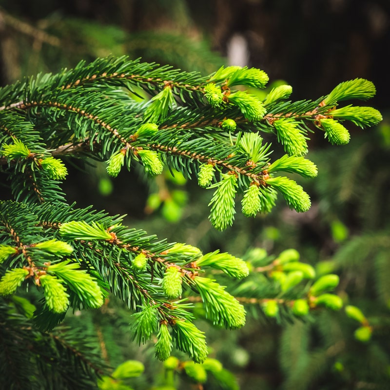 spruce tree with tips